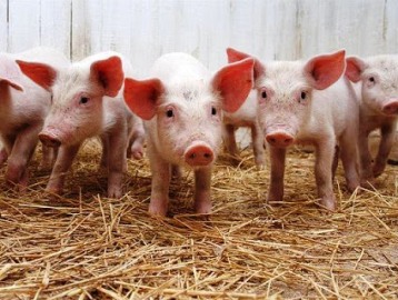 Informacje na temat uboju świń na użytek własny