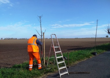 Sadzenie drzew przy drodze Pawłowice - Lubonia