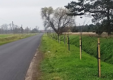 Nowe drzewa przy drodze powiatowej Strzyżewice - Henrykowo 